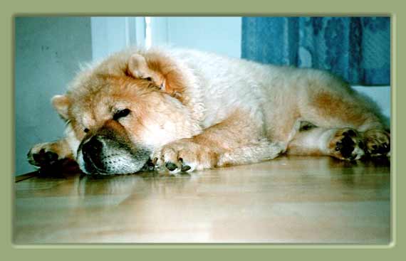 cachorro durmiendo